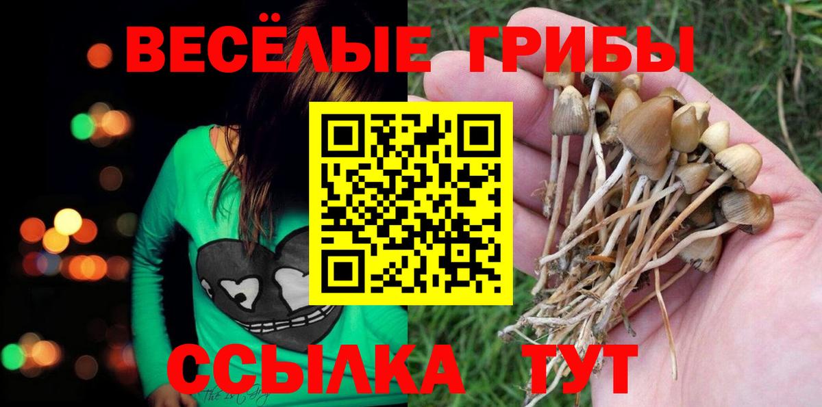 Псилоцибиновые грибы Psilocybe Куйбышев